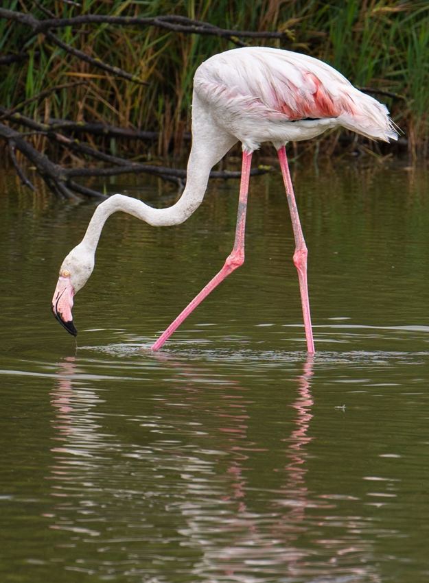 Flamingo reflected in water