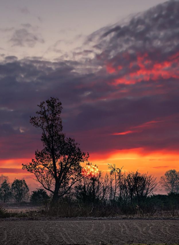 Tree at sunset