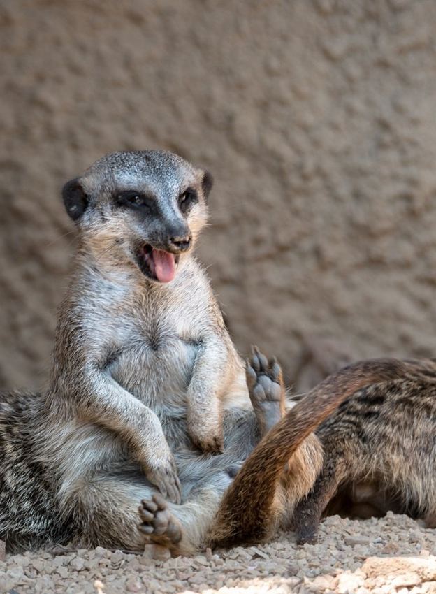Lemur portrait