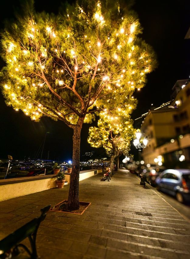 Illuminated tree at night